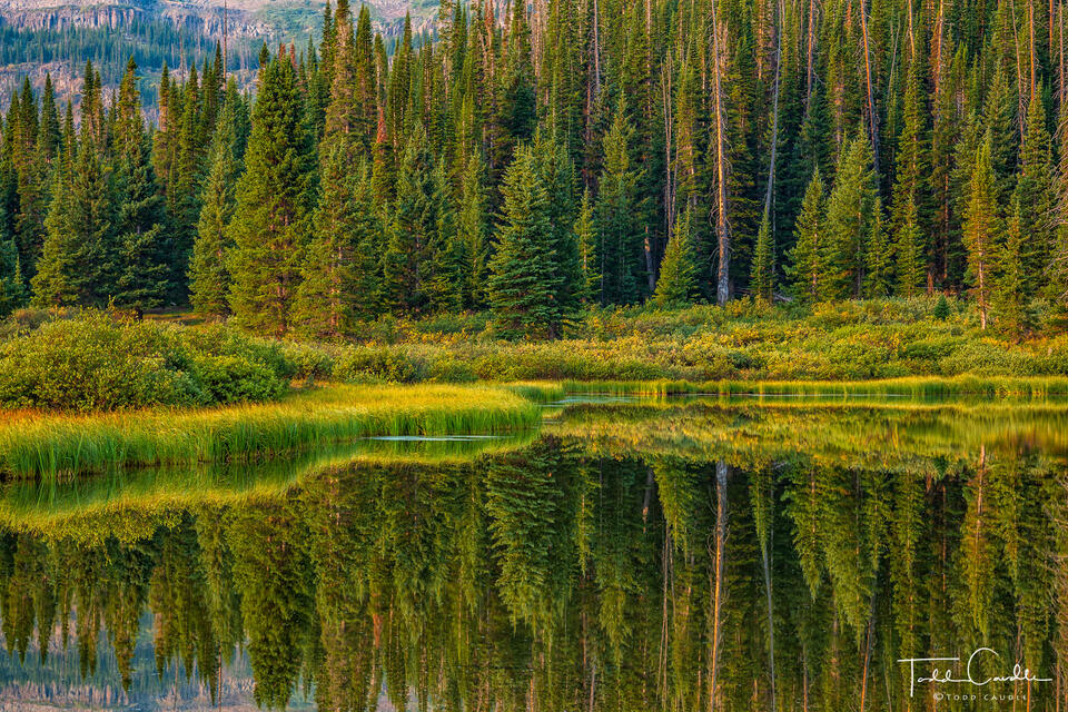 Forest Reflection in Mosquito Lake print