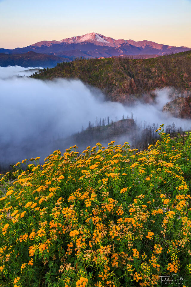 Sunrise Flowers (vertical) print
