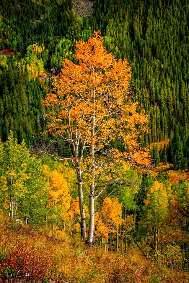 Piney River Aspen Portrait print