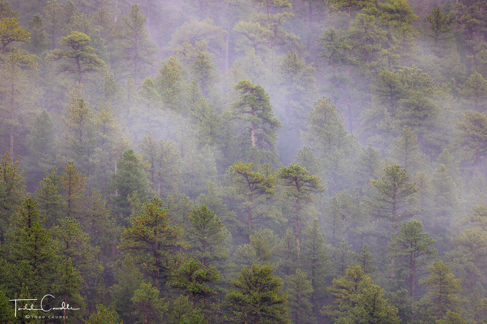 Beaver Creek Fog #2 print