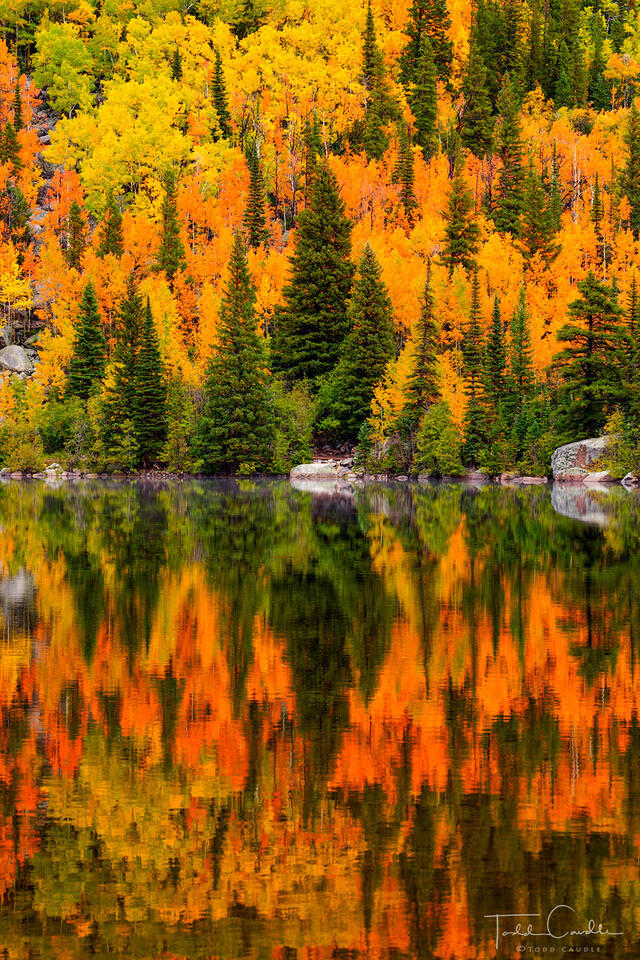 Autumn Forest Reflection (vertical) print