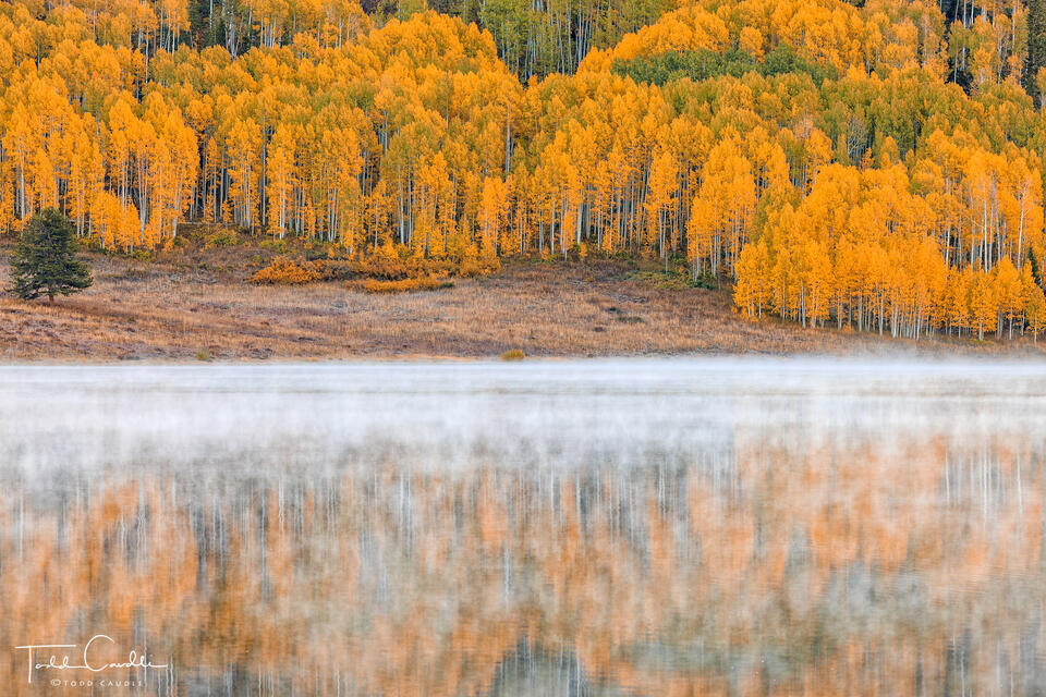 Misty Aspen Reflection #1 print