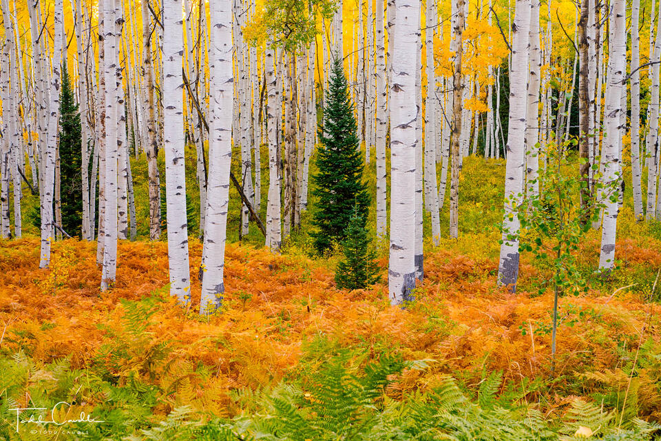 Aspen Boles & Ferns in Autumn print
