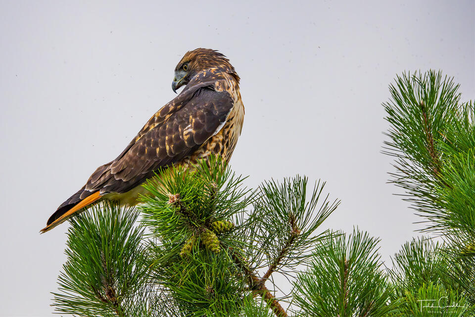 Red-tail Hawk Perched print