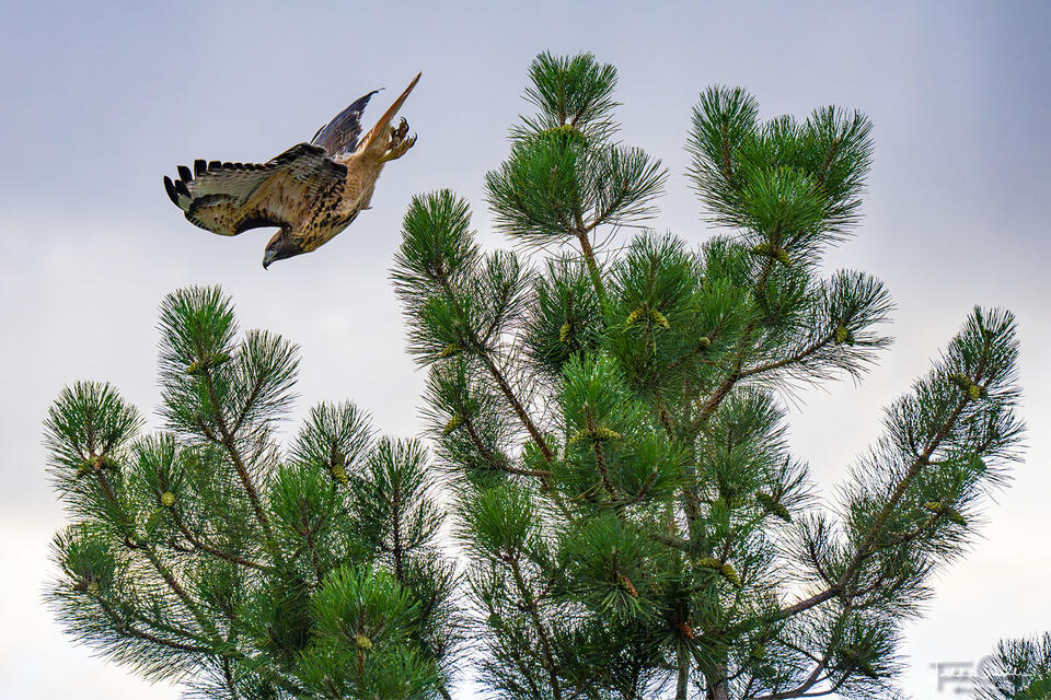 Red-tail Hawk Launches print