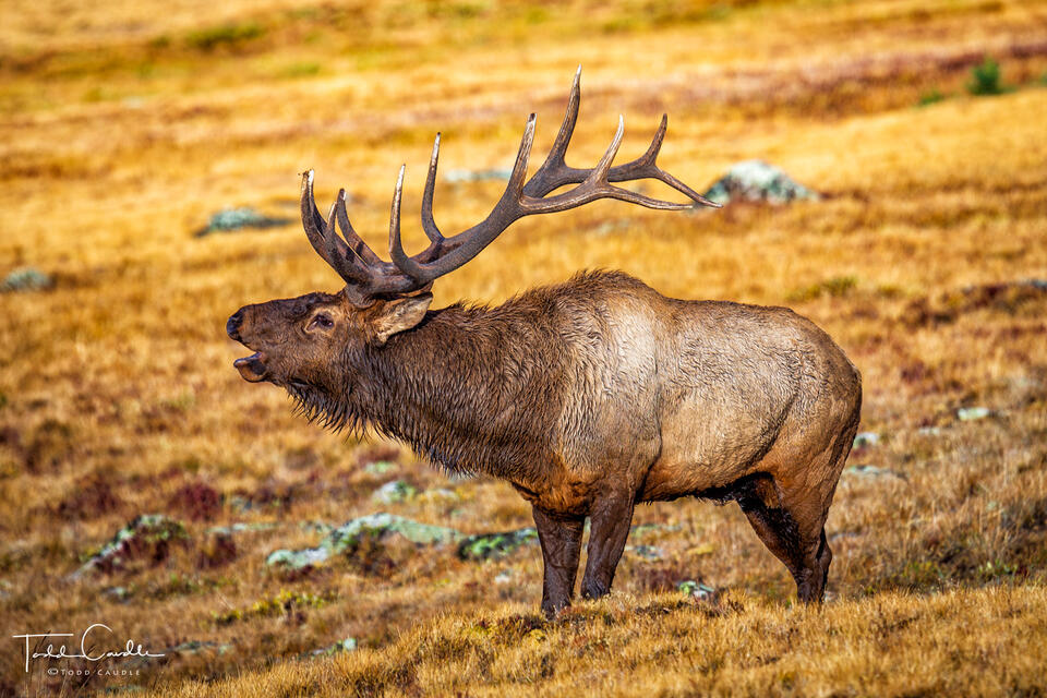Bull Elk Bugling print