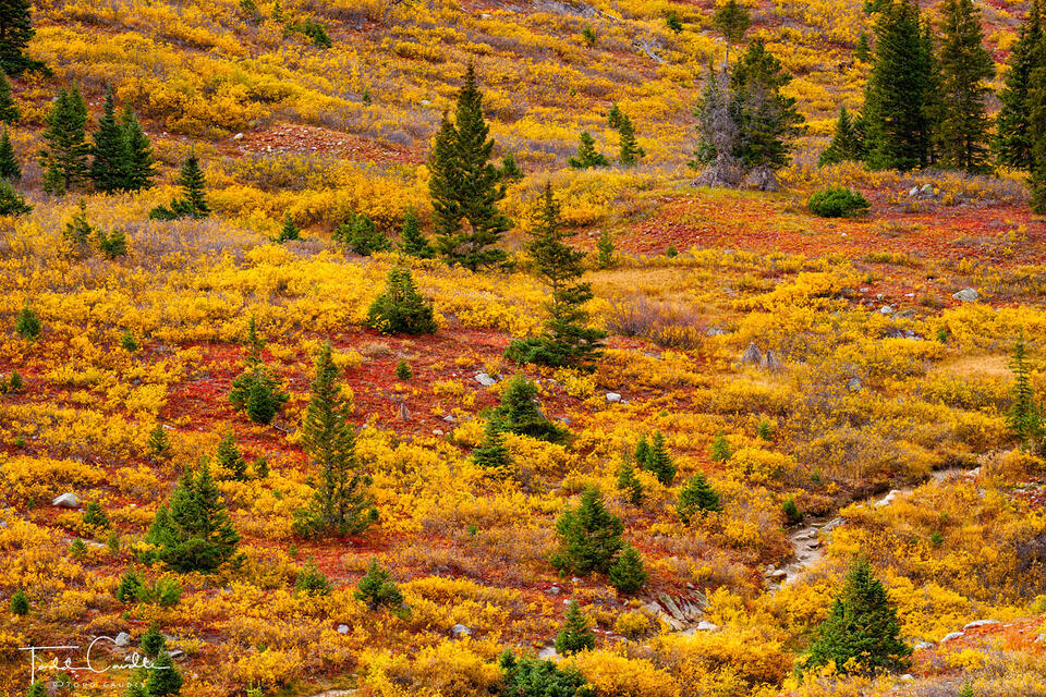 Golden Tundra and Willows print