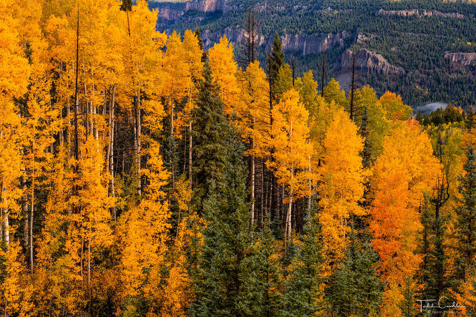 Aspens Near La Manga Pass print