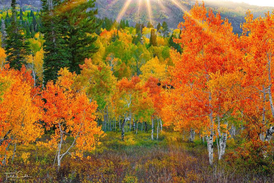 Autumn Sunset in the Wasatch print