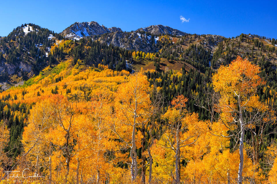 Guardsmen Pass Aspens print