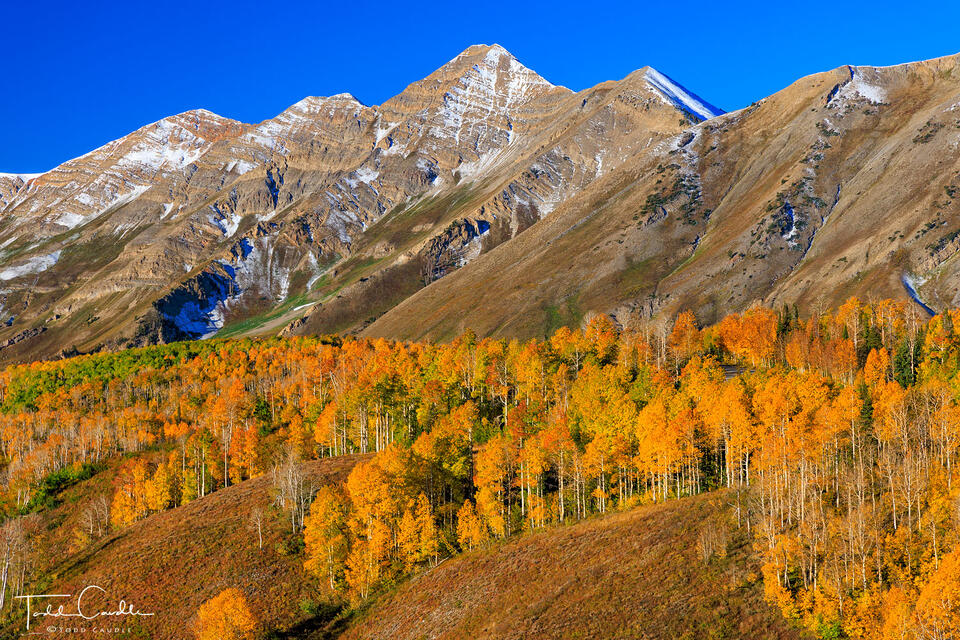 Mount Nebo Aspens print