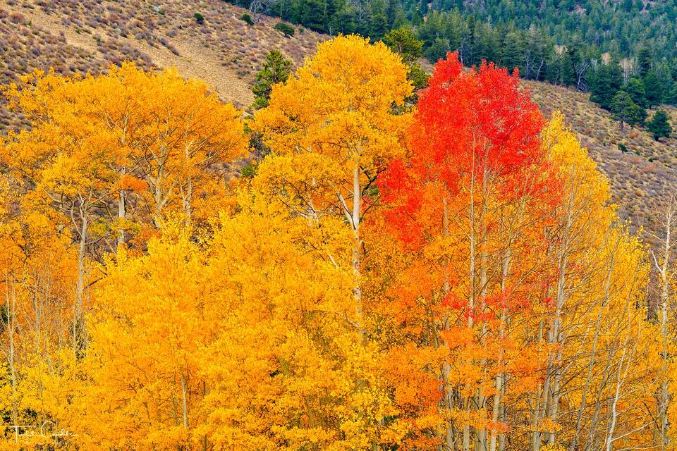 Autumn Color Along the Colorado Trail print