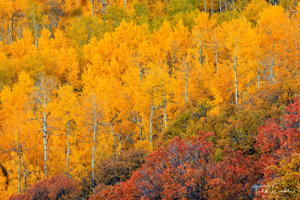 Autumn Aspens Above Capitol Creek print