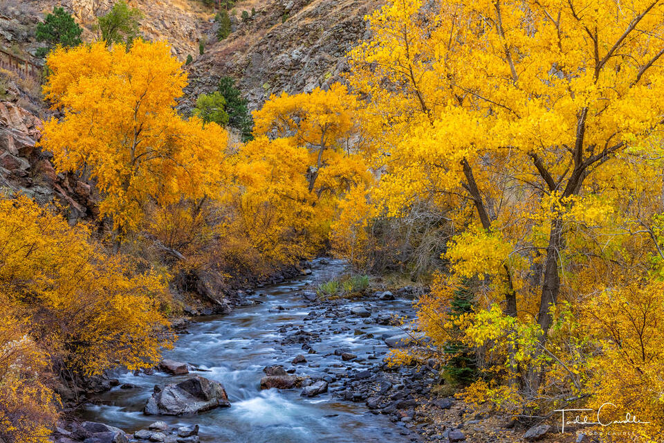 Fall Colors Along Clear Creek print