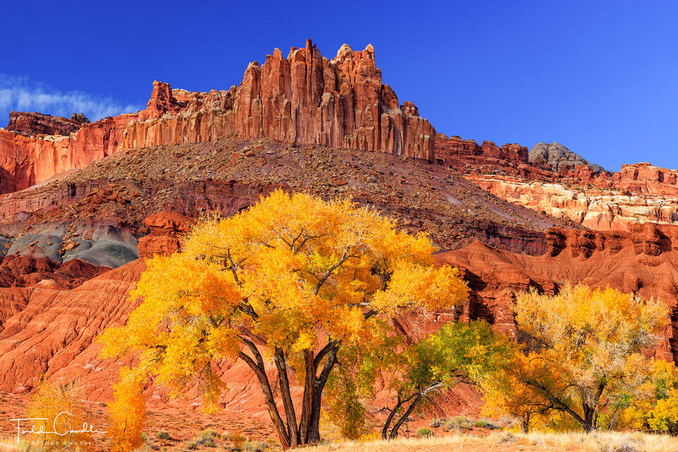 Cottonwood Gold Below The Castle print