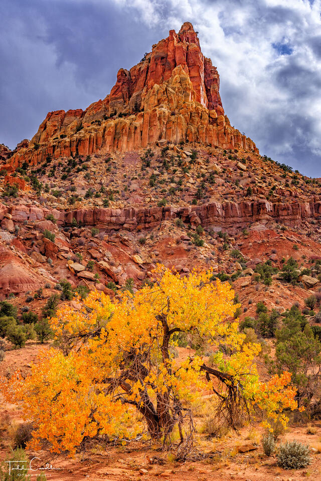 Autumn Cottonwood print