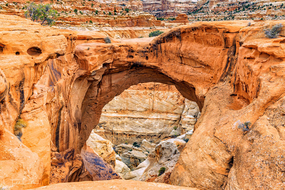 Cassidy Arch print