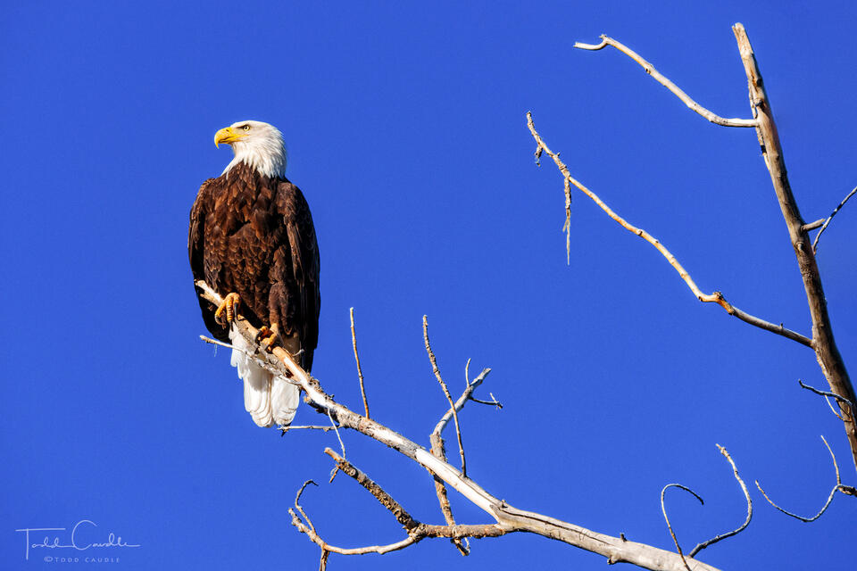 Bald Eagle Perch print