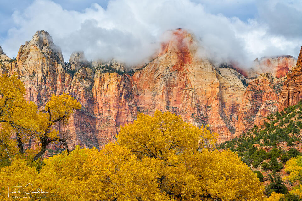 Cottonwoods Below Towers of the Virgin #1 print