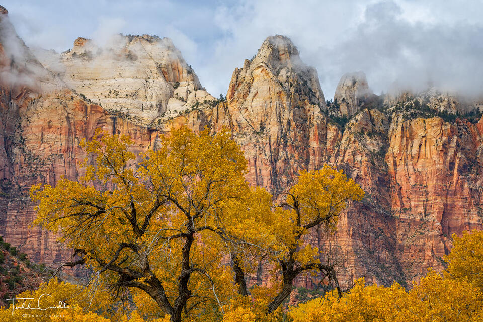 Cottonwoods Below Towers of the Virgin #2 print