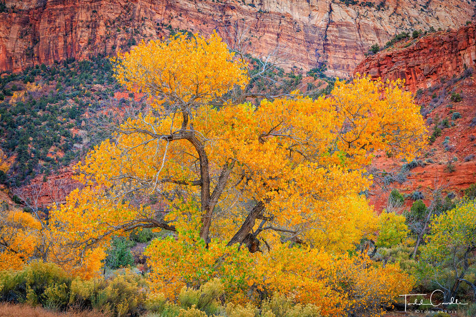 Canyon Cottonwood print