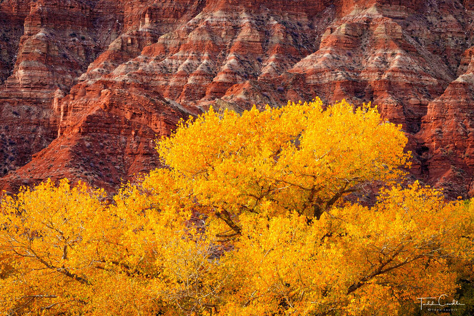 Golden Cottonwood Along the Virgin River print