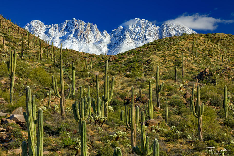 Four Peaks Snow & Saguaro Forest print