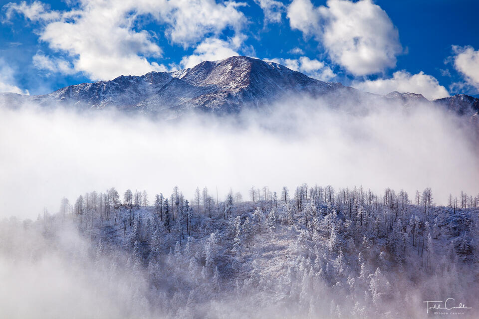 Frosty Forest & Fog print