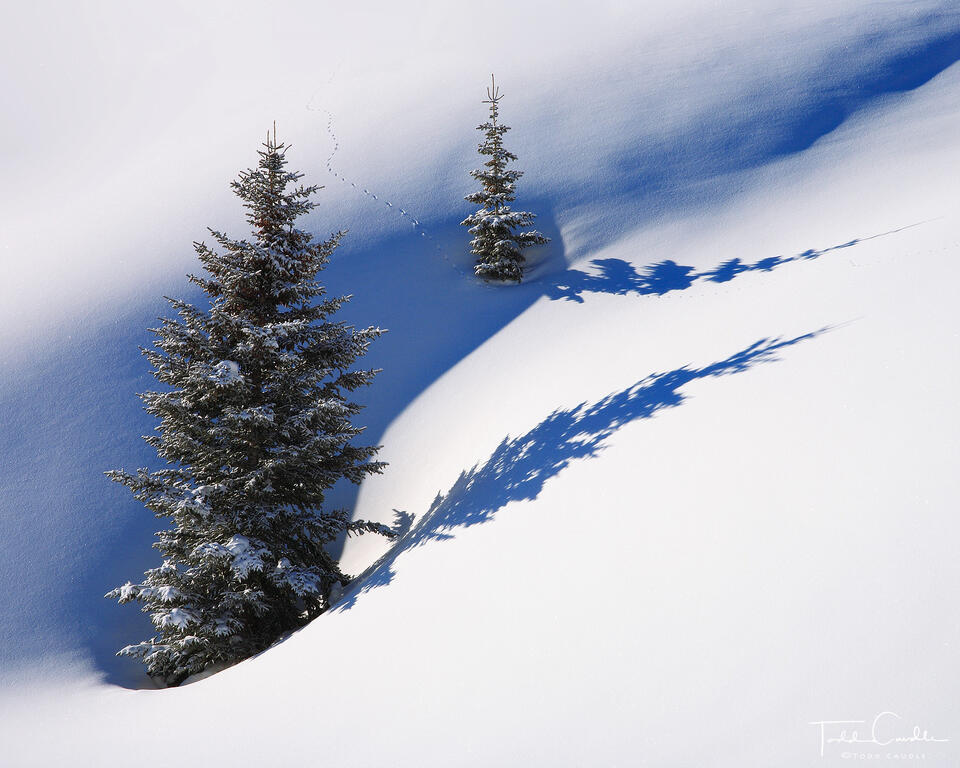 Animal Tracks Through Fresh Snow print