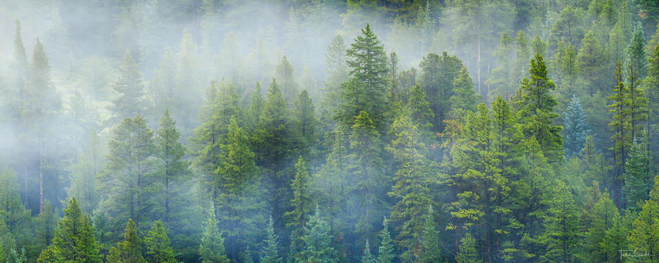 Zen Forest Pano print