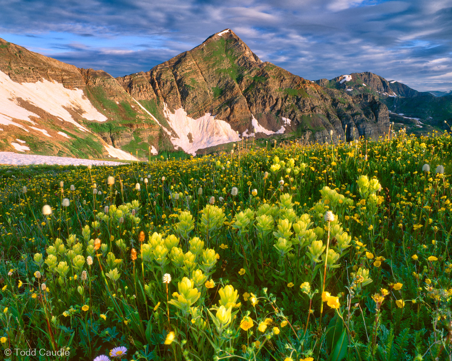 Pale yellow Indian paintbrush on Scarp Ridge, with the pyramid-shaped Afley Peak rising beyond. The ridge drops precipitously...
