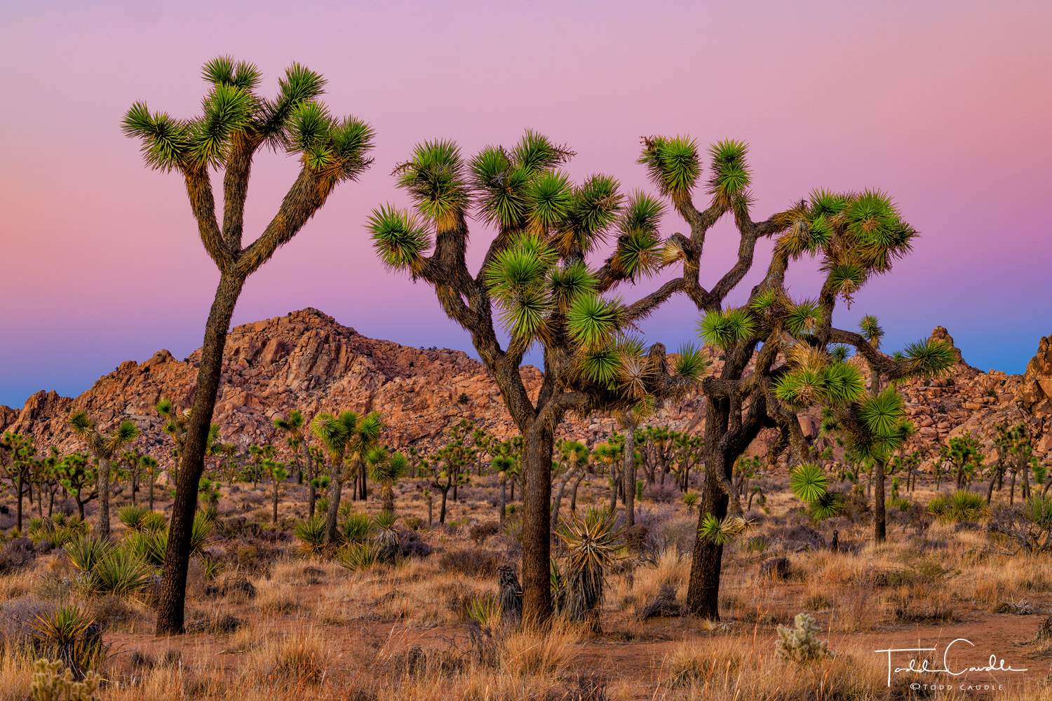 Joshua trees stand at attention as a colorful Earth shadow climbs above the horizon after sunset.