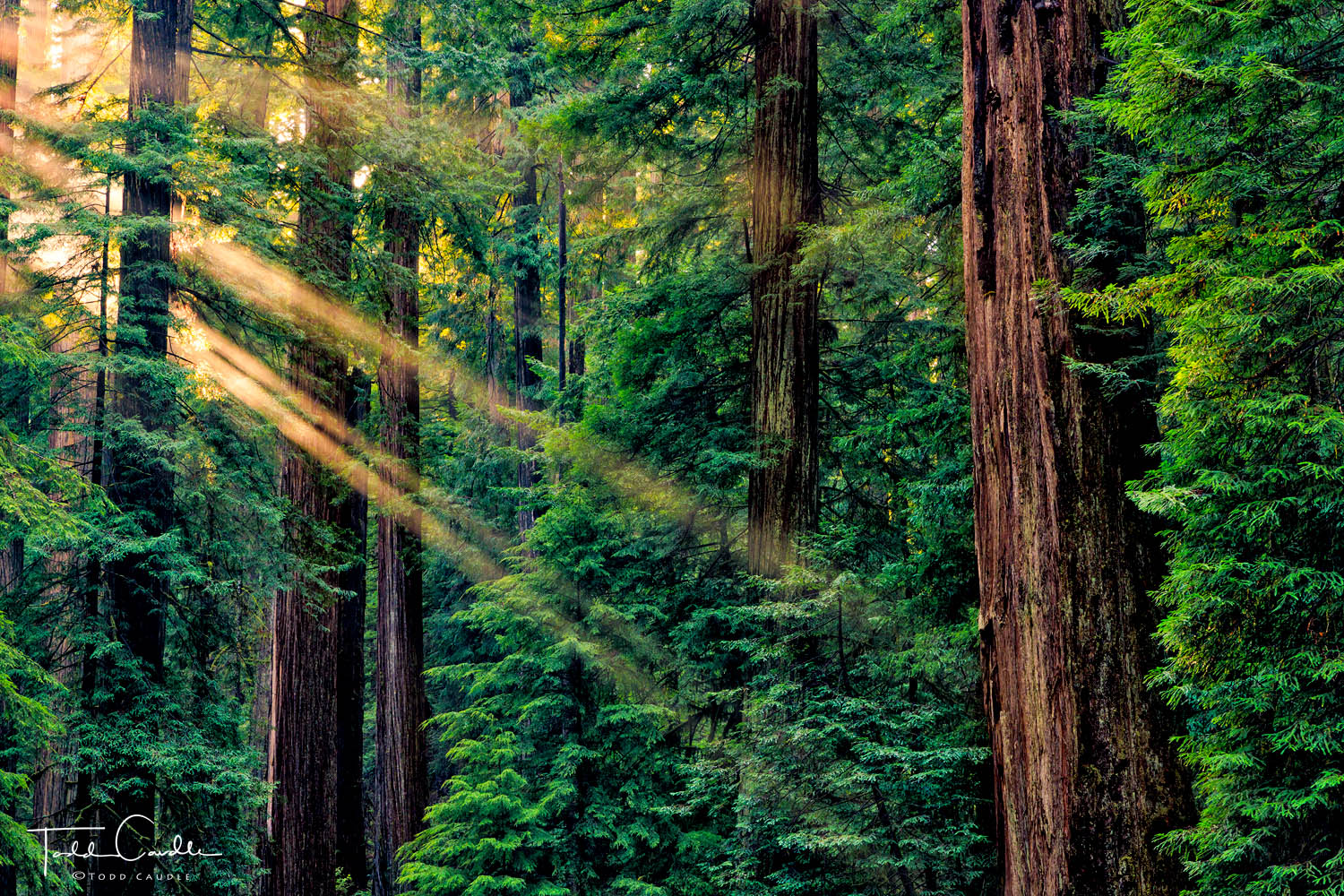 Intermittent fog enhances an afternoon light show among massive redwoods.