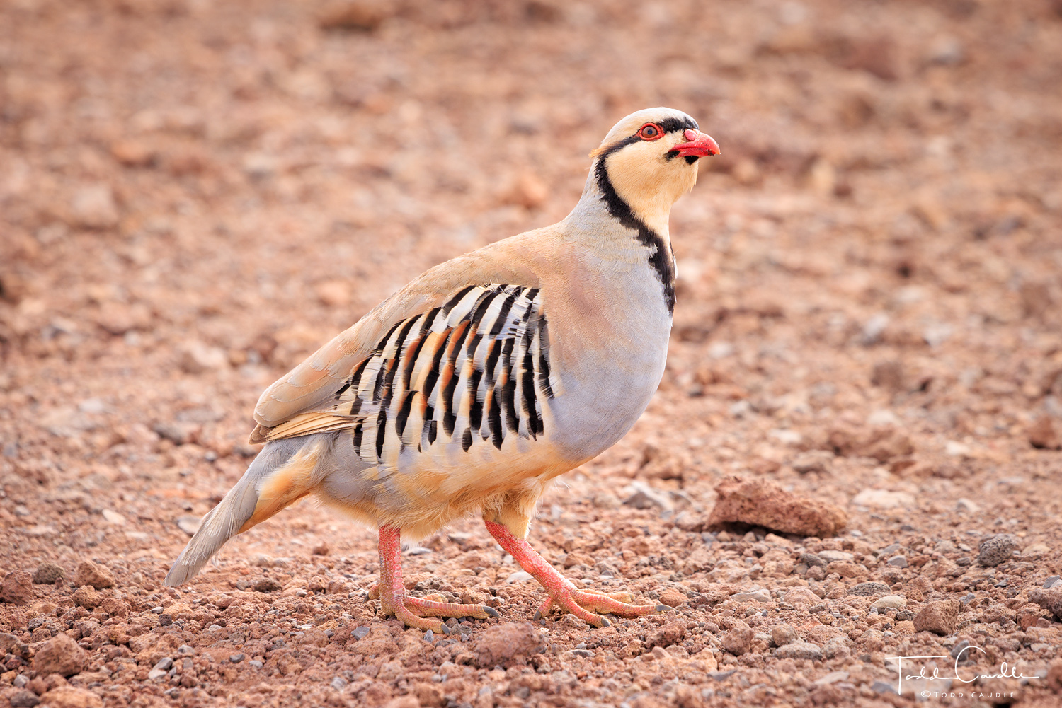 The chukar can be found scurrying all around the summit area of Halaeakala, pecking at the ground in search of food.