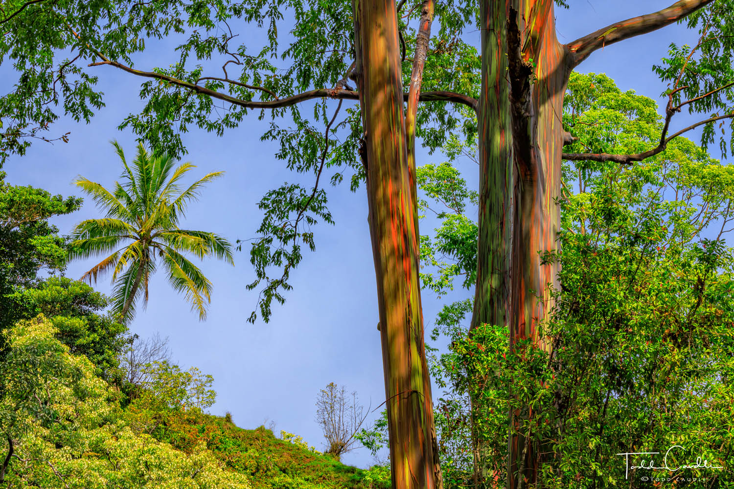 The rainbow eucalyptus tree is so named due to the varied coloration of its bark.