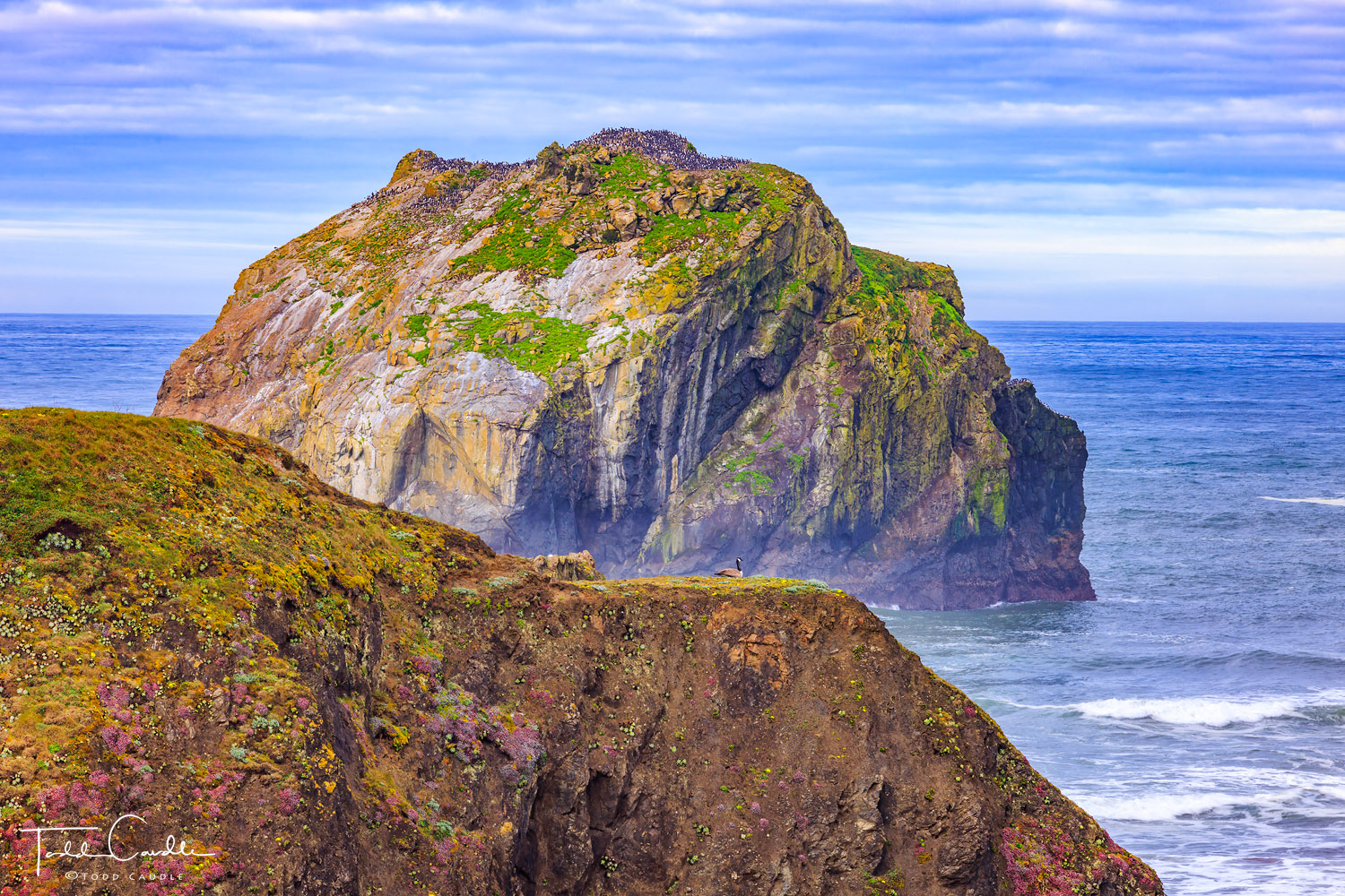 Hundreds of seabirds take up residence atop aptly named Face Rock off the coast near Bandon.