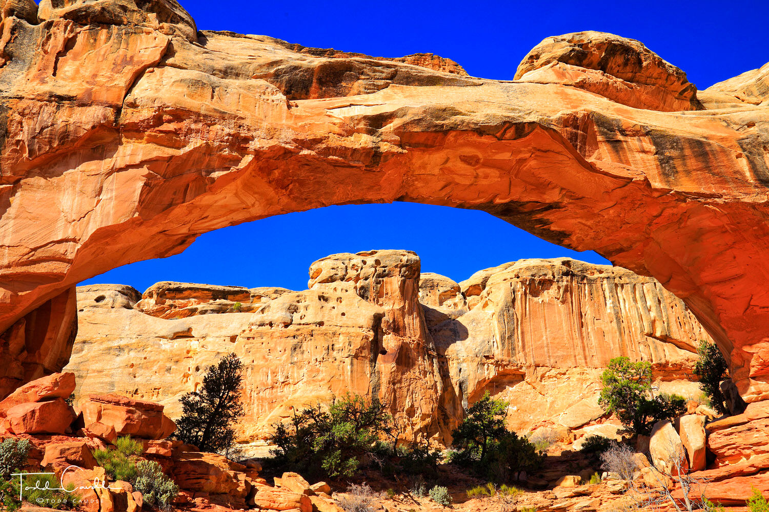 Massive Hickman Bridge is one of the most popular hikes in Capitol Reef.