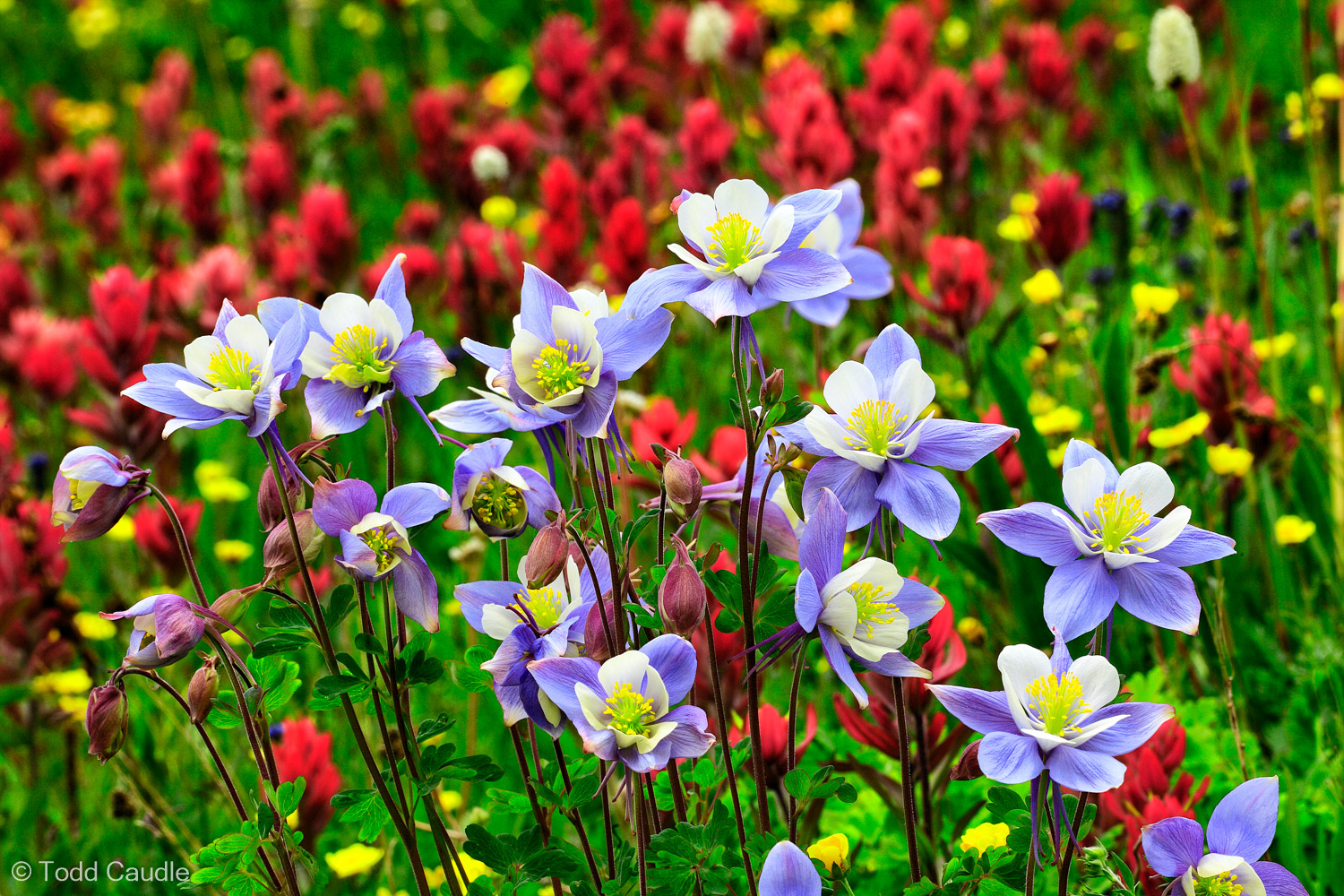 A bouquet of Colorado columbines is surrounded by red Indian paintbrush in American Basin.