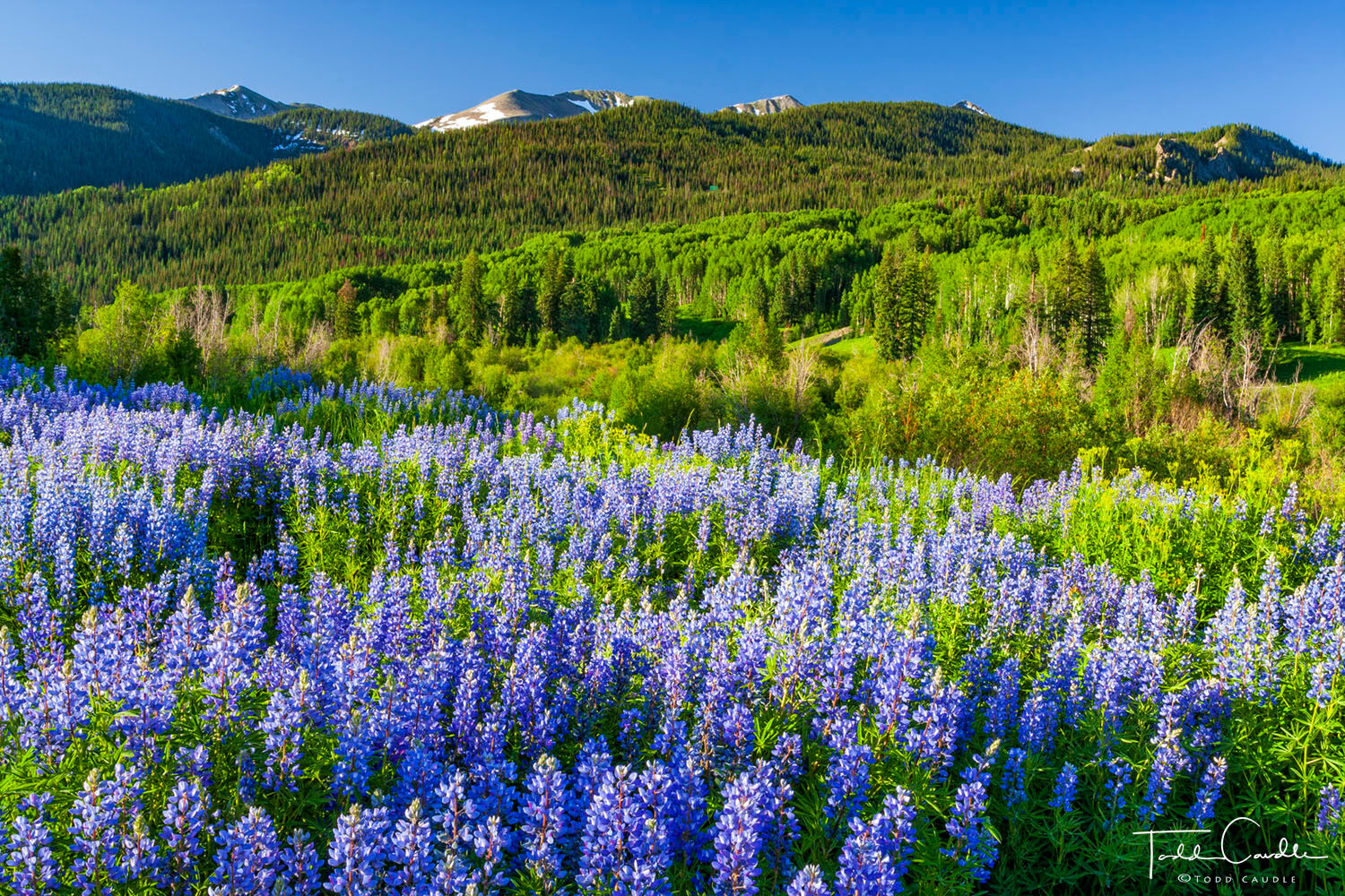 Lupines #14 Lupines along Kebler Pass road near Crested Butte.