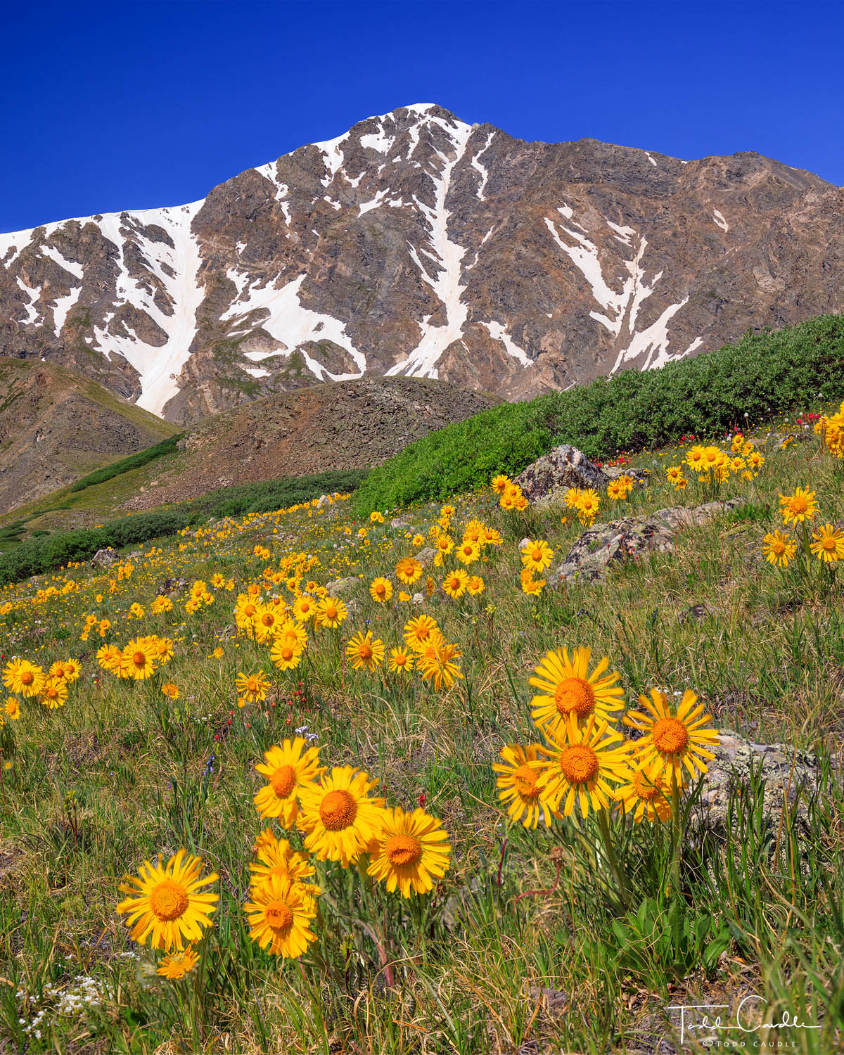 Alpine sunflowers grace the tundra below Torreys Peak, a fourteener in the Front Range.