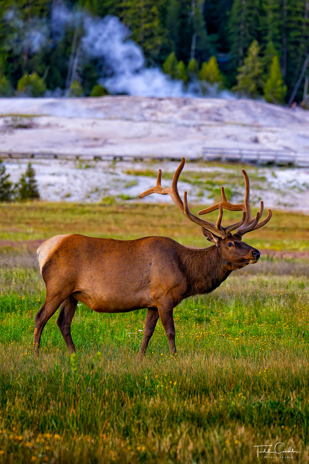 Bull Elk in Upper Geyser Basin A magnificent bull elk grazes in Upper Geyser Basin within shouting distance of Old Faithful, as steam rises from some of the...