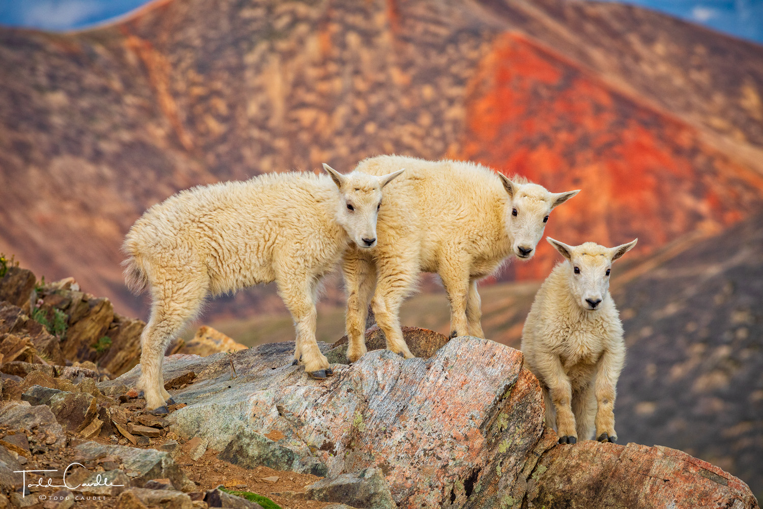 A trio of precocious baby goats frolics on rocks on Radical Hill.