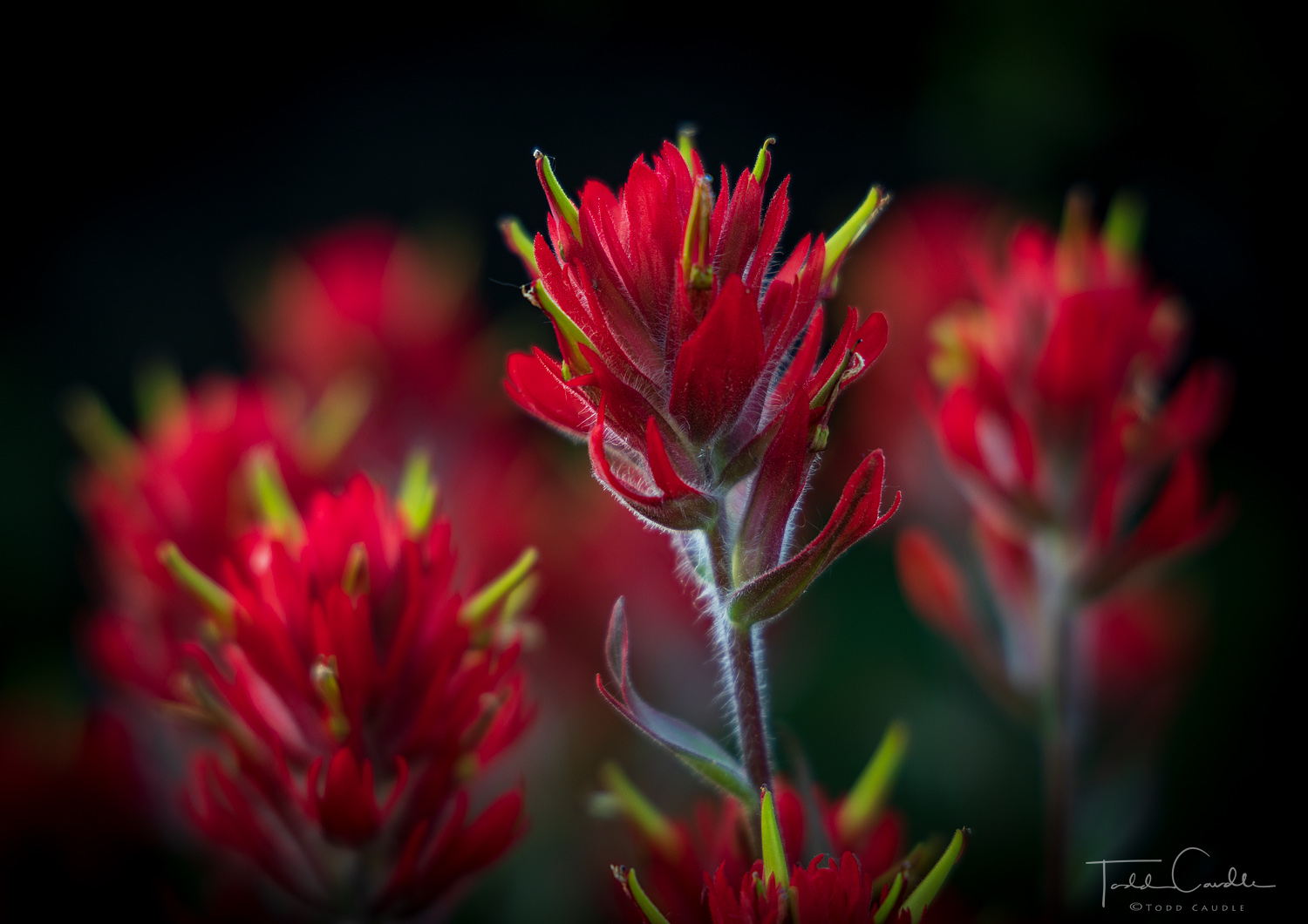 A delicate bouquet of red Indian paintbrush beside our campsite in the Weminuche.