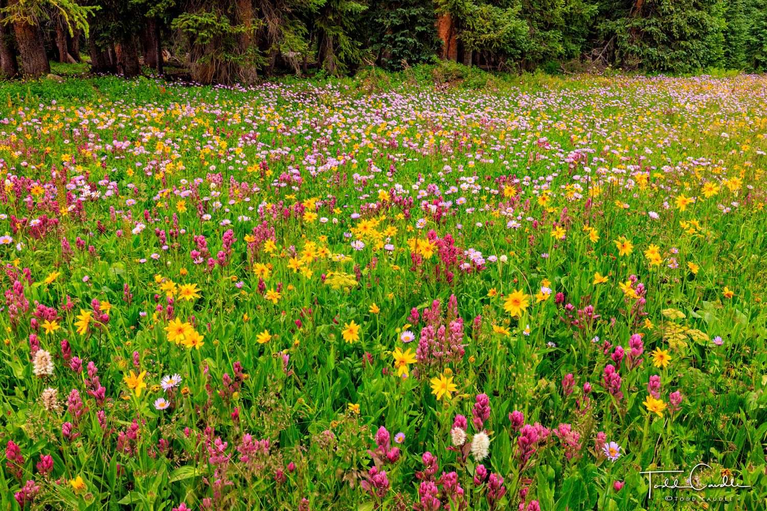 A wide variety of wildflowers fills meadows in the Gore Range.