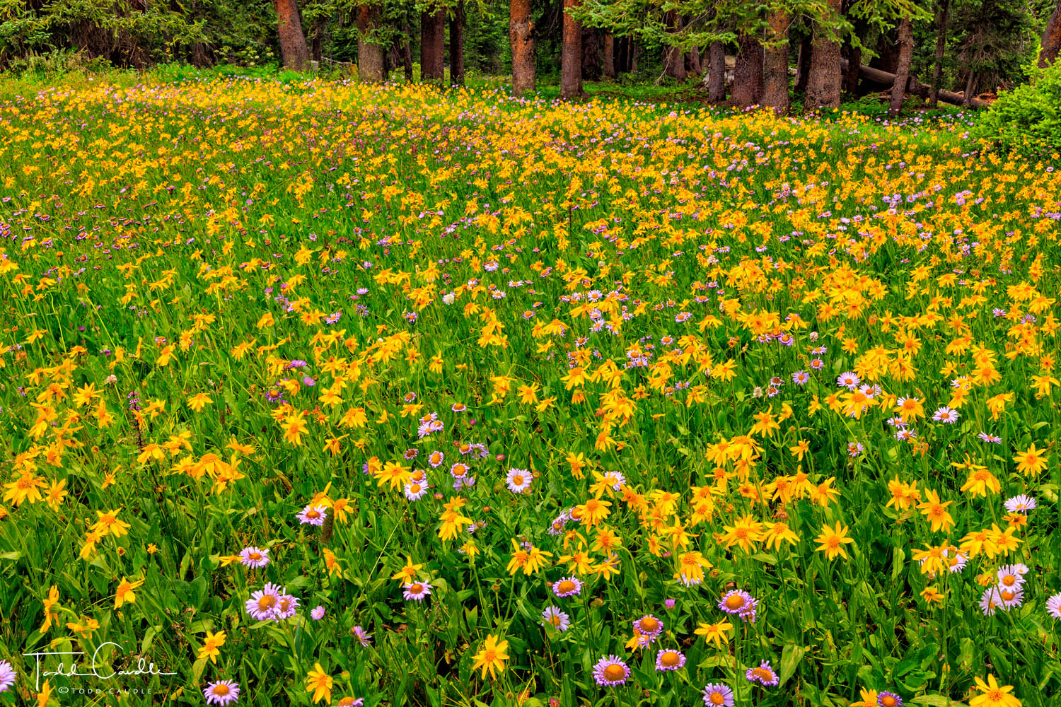 An extraordinary display of wildflowers in the Gore Range in northern Colorado.