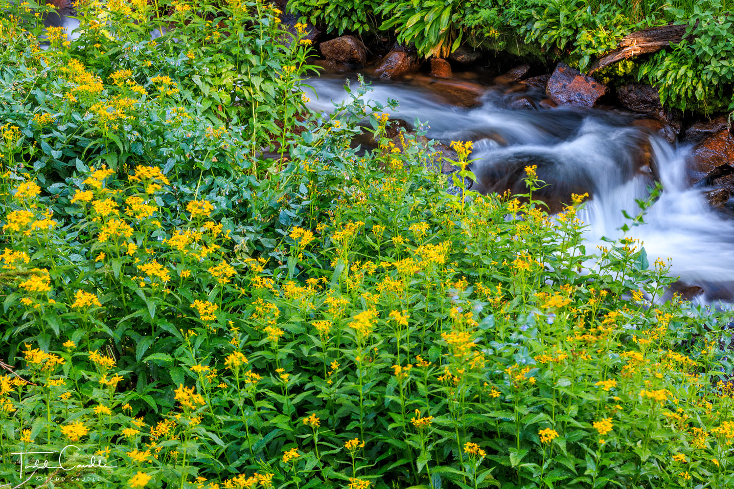 Arrowleaf groundsel and chiming bells grow along Mitchell Creek just below Mitchell Lake.