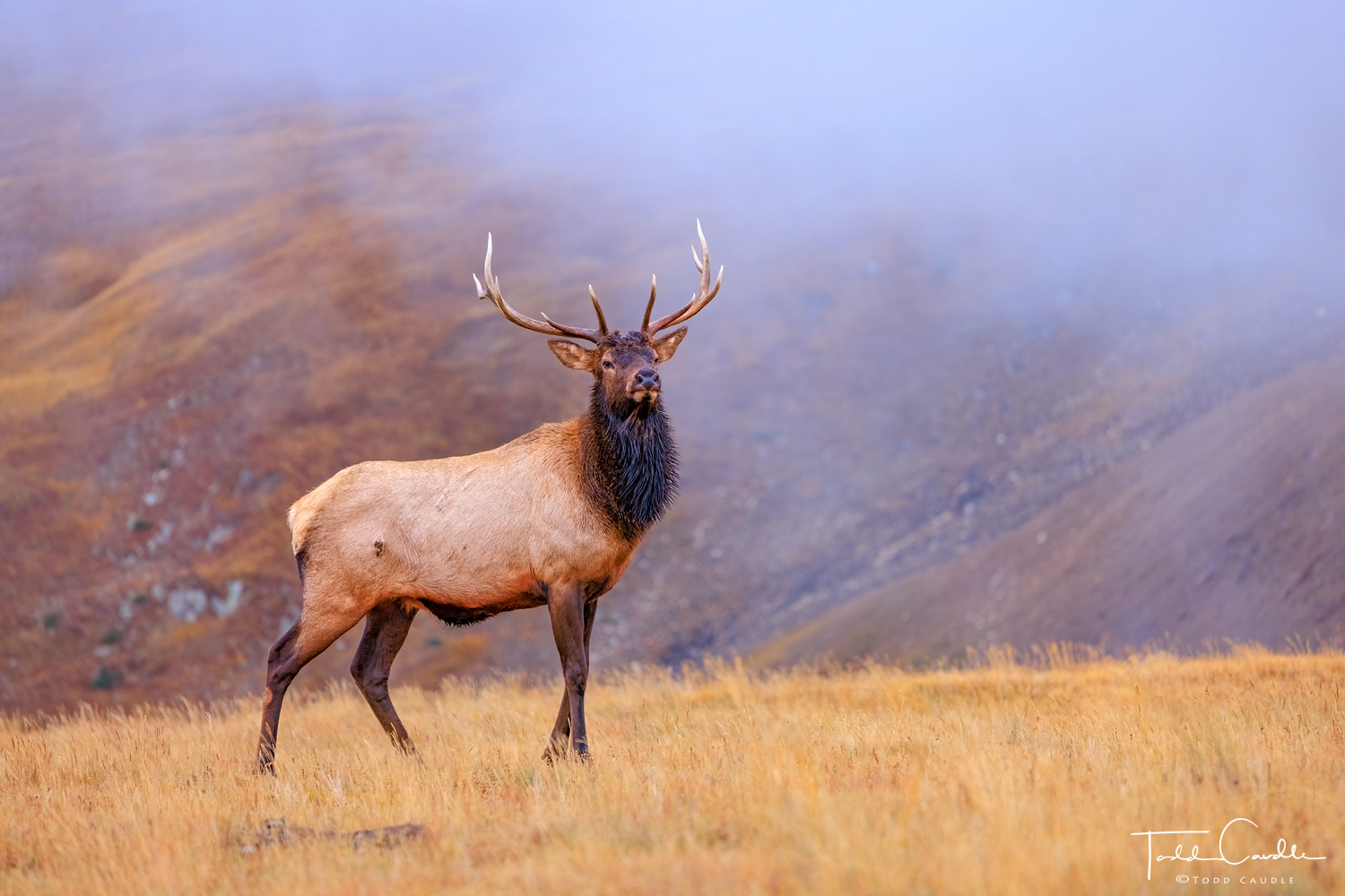 A lone bull elk surveys its territory on Trail Ridge.