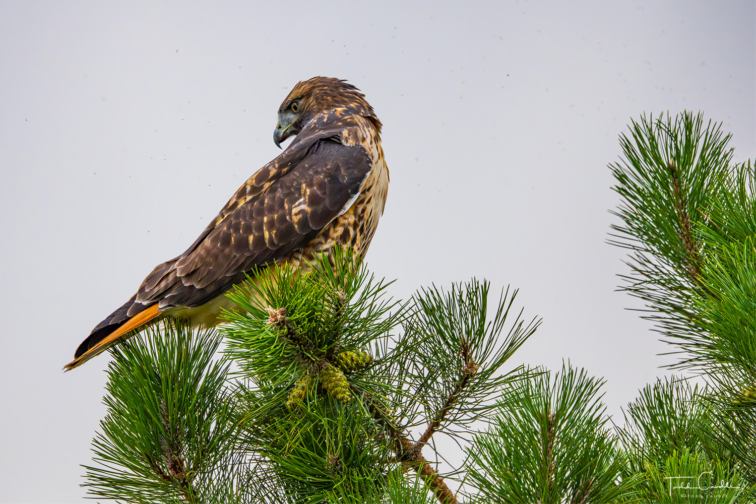 Red-tail Hawk Perched I'm convinced that the red-tail hawks that patrol the mountainsides near my house know when I have the big lens on my camera...