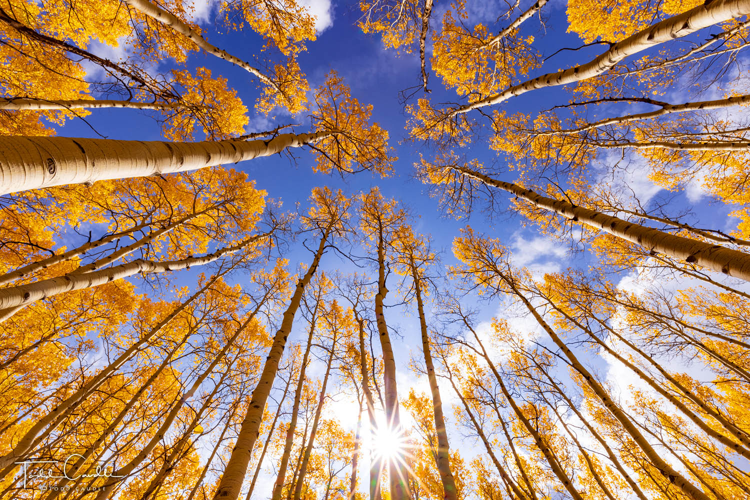 Extensive aspen forests on the east slopes of the Sawatch Range fill the sky.
