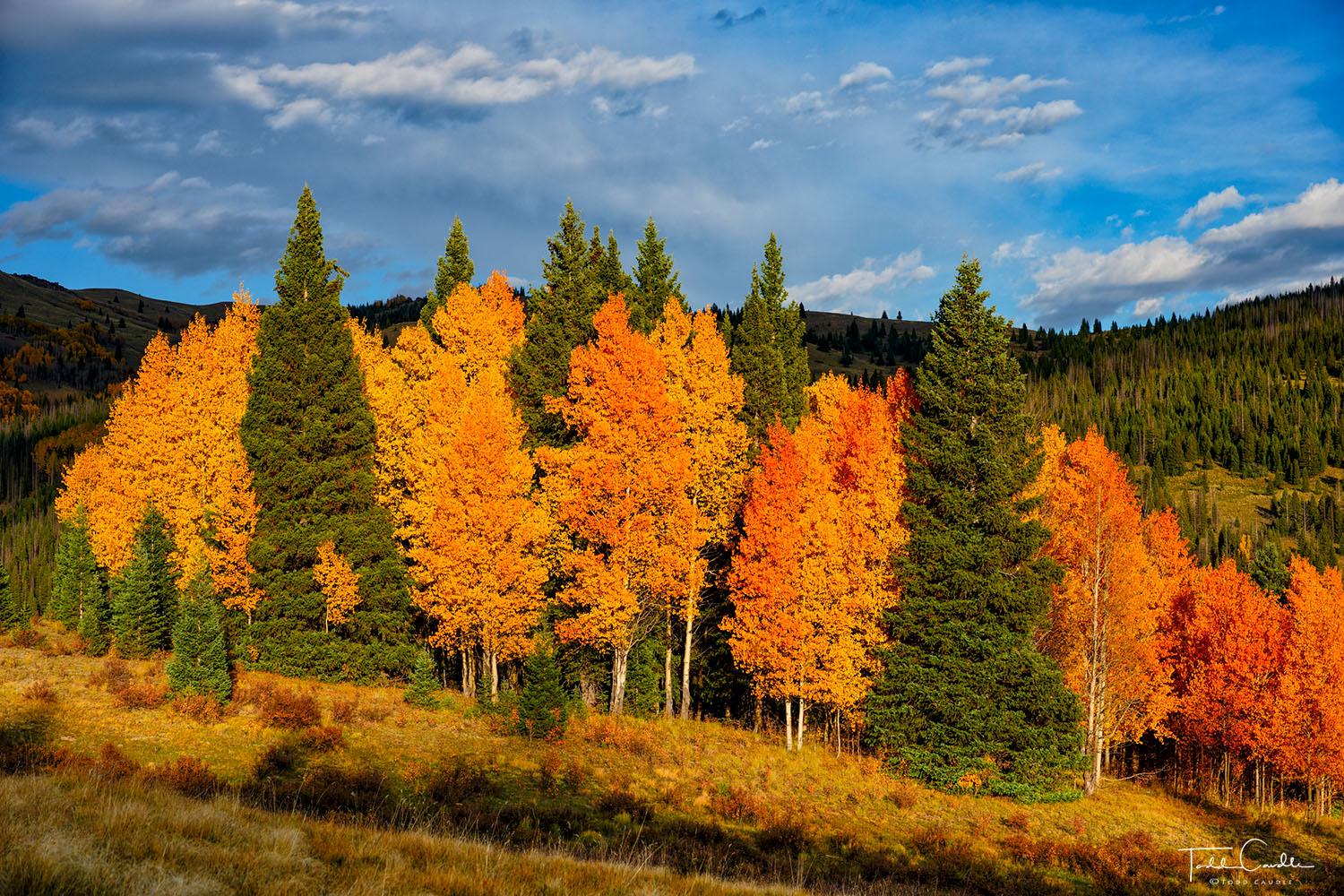 Aspen Orange Orange aspens stand proud on a perfect fall evening.